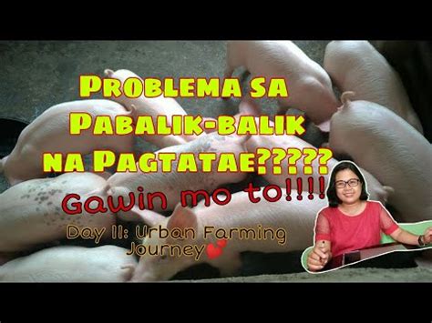 Pinakamabisang Solusyon sa Pagtatae ng Biik .